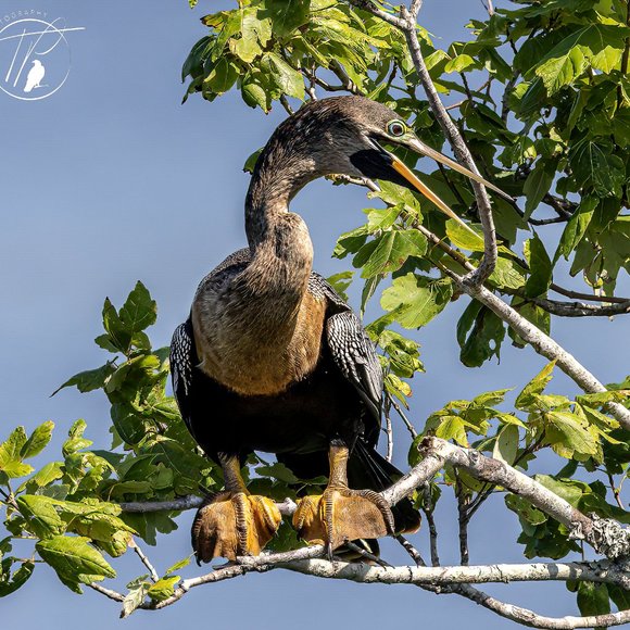 Poshmark Authenticate Verified ReSeller -- 5 Star Seller - Picture 7 of 12